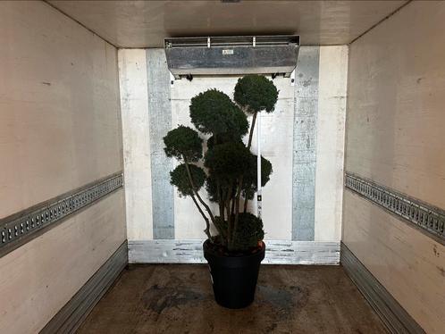 Jun kaizuka tuinbonsai solitair, Tuin en Terras, Planten | Bomen, Overige soorten, Volle zon, Ophalen of Verzenden