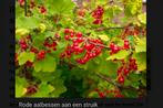 Gezocht(aalbessen en of vlinderstruik), Ophalen of Verzenden, Vlinderstruik