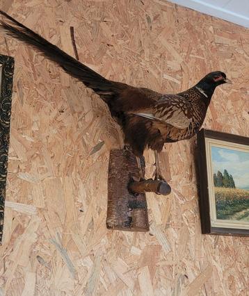 Mooie opgezette fazant taxidermy groot exemplaar beschikbaar voor biedingen