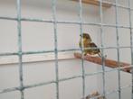 Gloster man, Dieren en Toebehoren, Mannelijk, Postuurkanarie
