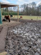 Verzorger  gevraagd voor shetlanders, Dieren en Toebehoren, Ophalen of Verzenden