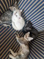 Britse langhaar korthaar kittens, Meerdere dieren, Gechipt