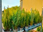 Coniferen, Vaste plant, Bloeit niet, Halfschaduw, Ophalen
