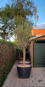 2 Olijfbomen in pot (let op erg zwaar!!), Tuin en Terras, Planten | Bomen, 100 tot 250 cm, Olijfboom, Ophalen, Volle zon