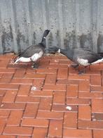 Rotgans vrouwen gezocht broedrijp, Vrouwelijk