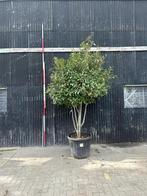 Photinia Multisamming Hoogte 275cm, Tuin en Terras, Planten | Bomen, Overige soorten, 250 tot 400 cm, Ophalen
