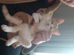 Kitten, Dieren en Toebehoren, Katten en Kittens | Overige Katten, Kater, Kortharig, 0 tot 2 jaar