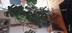 monstera gatenplant, Ophalen, Halfschaduw, Overige soorten
