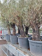Olijfbomen te koop, Tuin en Terras, Planten | Bomen, Ophalen of Verzenden, Volle zon, Olijfboom, 100 tot 250 cm