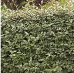 Olijfwilg compacta haagplanten 60+ cm, Ophalen of Verzenden, Overige soorten, Haag, Minder dan 100 cm