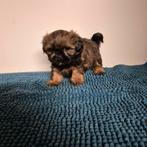 prachtige raszuivere kleinblijvende shih tzu pups, Overige rassen, 8 tot 15 weken, Meerdere, Meerdere dieren