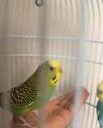 Prachtige vogels, Meerdere dieren