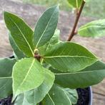 Eetbare (keuken) laurier - Laurus Nobilis, Kruiden, Zomer, Vaste plant, Ophalen of Verzenden