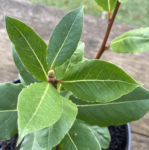 Eetbare (keuken) laurier - Laurus Nobilis, Tuin en Terras, Planten | Tuinplanten, Vaste plant, Kruiden, Volle zon, Zomer, Ophalen of Verzenden