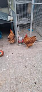 Orpington, Dieren en Toebehoren, Pluimvee, Vrouwelijk, Kip