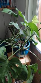 Monstera plant, Ophalen, Overige soorten
