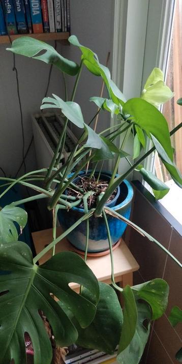 Monstera plant beschikbaar voor biedingen