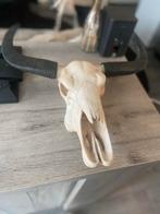 Decoratief Skelet - Niet Echt, Ophalen, Nieuw