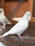 Keulse tuimelaars, Dieren en Toebehoren, Vogels | Duiven, Meerdere dieren, Tuimelaar of Roller