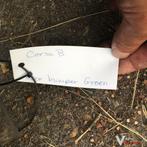 Opel Corsa B 1999  Voorbumper, Auto-onderdelen, Ophalen, Gebruikt, -, Voor