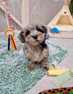 Prachtige boomer x dwerg poedel pups, Dieren en Toebehoren, Honden | Chihuahua's en Gezelschapshonden, Nederland, Overige rassen