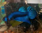 Blue alien bettas, Dieren en Toebehoren, Vissen | Aquariumvissen