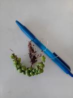 Dischidia Dragon Jade stekje, Ophalen of Verzenden, Halfschaduw, Minder dan 100 cm