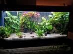 Te koop mooi aquarium Aqualantis, Ophalen, Zo goed als nieuw, Gevuld zoetwateraquarium