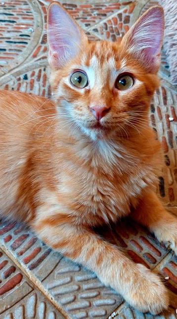 Lieve rode halflangharige kitten Moss beschikbaar voor biedingen