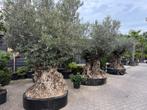 Olea europaea - Olijfboom-olijfbomen 260/280 cm stamomtrek!, Verzenden, Olijfboom, 250 tot 400 cm, Zomer