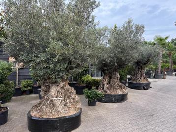 Olea europaea - Olijfboom-olijfbomen 260/280 cm stamomtrek! beschikbaar voor biedingen