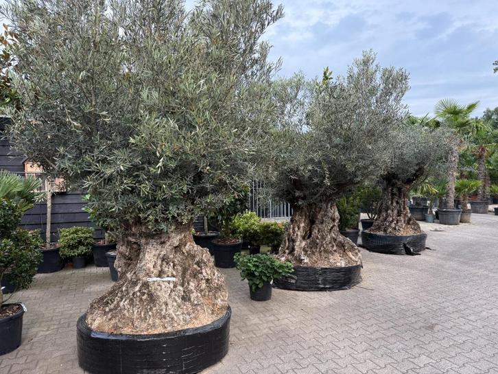 Olea europaea - Olijfboom-olijfbomen 260/280 cm stamomtrek!, Tuin en Terras, Planten | Bomen, Olijfboom, 250 tot 400 cm, Volle zon
