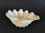 Doopvont schelp. Zeepbakje, sieraden schaal,  kado idee, Antiek en Kunst, Curiosa en Brocante, Ophalen of Verzenden
