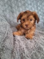 Super mooi gekleurde boomer pups. Maltezer x Shih tzu, Dieren en Toebehoren, Honden | Chihuahua's en Gezelschapshonden, Overige rassen