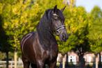 Knappe en brave Friese merrie - 9 jaar, Dieren en Toebehoren, Paarden, Merrie, B, Gechipt, 7 tot 10 jaar