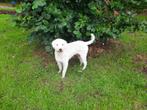 Witte Labradoodle verdere fotos kunnen opgevraagd worden
