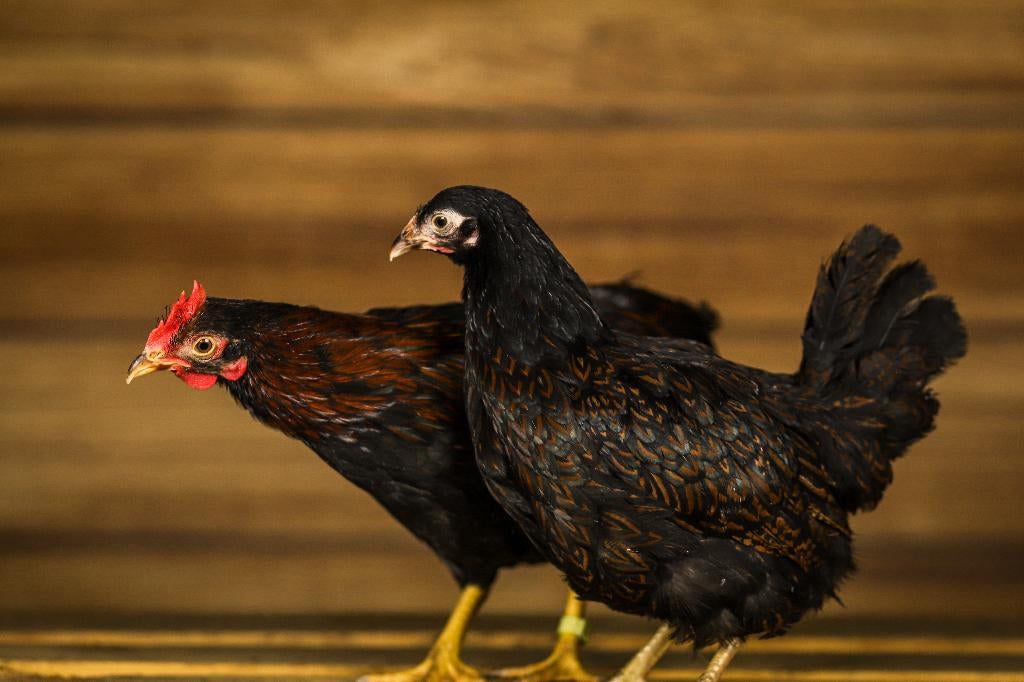 Barnevelder kriel | Goede leggers | Lieve kippen, Dieren en Toebehoren, Pluimvee, Meerdere dieren, Kip