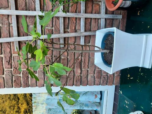 Biologisch opgekweekte vijg. BORNHOLM, Tuin en Terras, Planten | Fruitbomen, Vijgenboom, Minder dan 100 cm, Volle zon, Ophalen of Verzenden