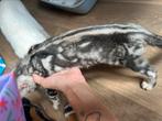 LAATSTE 2 SILVER MARBLE BENGAAL KITTENS, Dieren en Toebehoren, Katten en Kittens | Raskatten | Korthaar, Meerdere dieren, Ontwormd