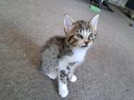 Te koop: onze 2 lieve kittens, Dieren en Toebehoren, Meerdere dieren, Kortharig, 0 tot 2 jaar