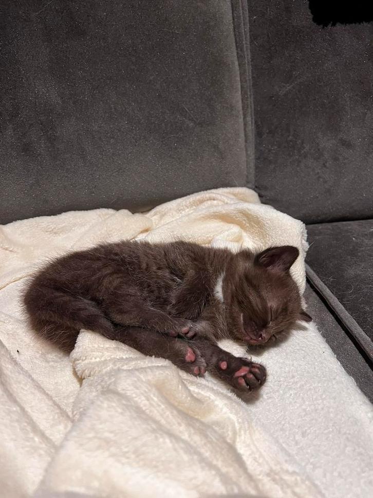Lieve kittens, Dieren en Toebehoren, Katten en Kittens | Raskatten | Korthaar