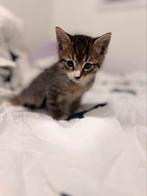 Diamanthuis gezocht voor deze kittens, Dieren en Toebehoren, Meerdere dieren, Ontwormd, 0 tot 2 jaar