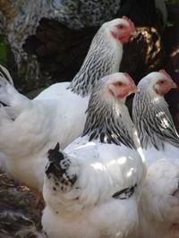 Kippen Barnevelder Harco Marans Sussex Bleu de lande, Dieren en Toebehoren, Pluimvee, Kip, Vrouwelijk