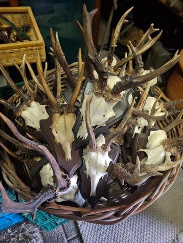 Hertengeweitjes p stuk 10  beschikbaar voor biedingen