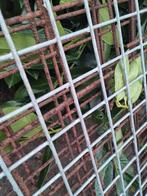 Oersterk stuk betongaas maaswijdte 5x5cm draadmat 197cm lang, Ophalen, Zo goed als nieuw, Minder dan 10 meter, Gaas