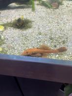 2 borstelneus Ancistrus dolichopterus, Dieren en Toebehoren, Vissen | Aquariumvissen, Vis