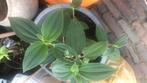 Tuinplant, Ophalen of Verzenden, Zomer, Overige soorten, Halfschaduw