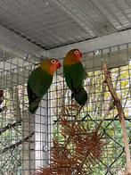 Agapornis- dwergpapegaiitjes van 2025, Geslacht onbekend, Dwergpapegaai of Agapornis