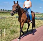 Geweldige draver merrie 5 jaar oud, Dieren en Toebehoren, Gechipt, Zadelmak, 3 tot 6 jaar, Recreatiepony