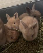 konijnetjes te koop per stuk 25 euro, Meerdere dieren